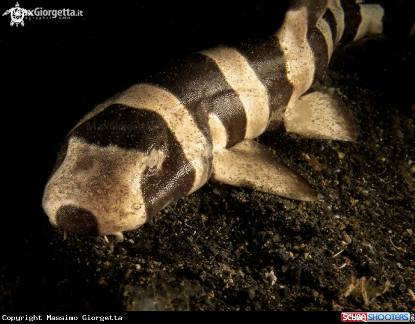 A jouvenile bamboo shark
