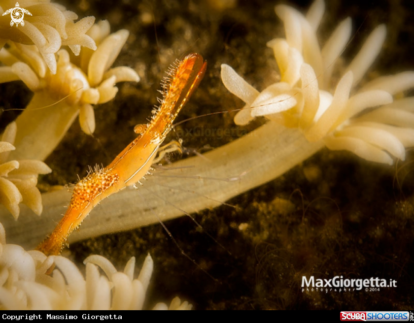 A Long Nose Rock Shrimp