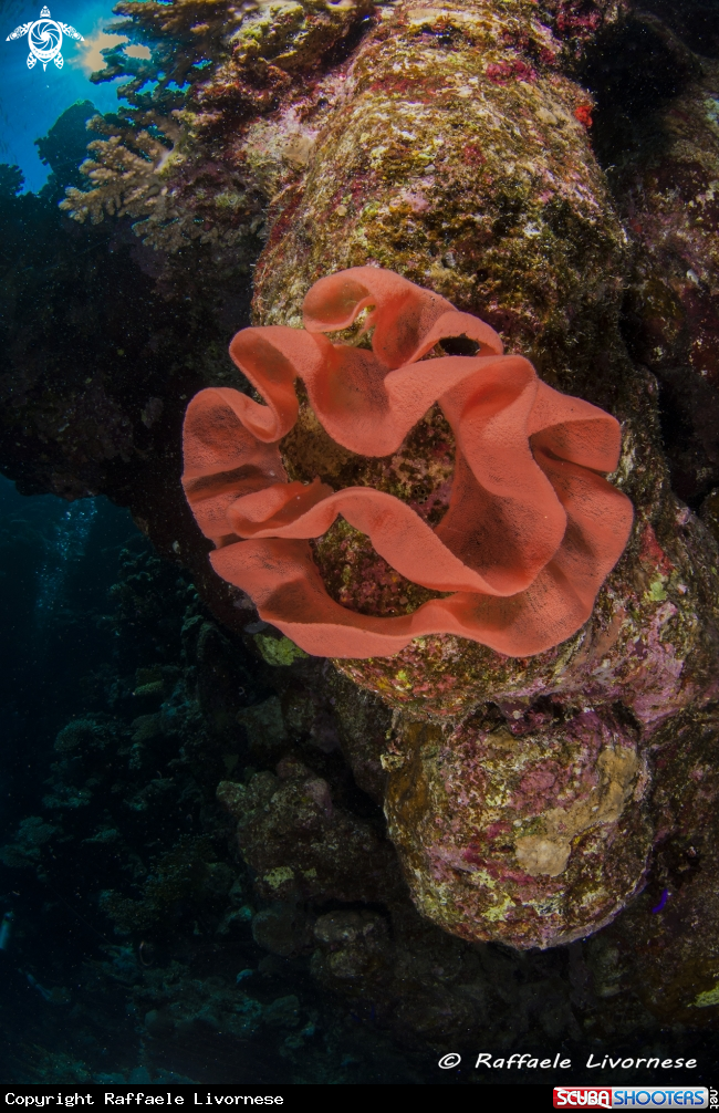 A spanish dancer eggs