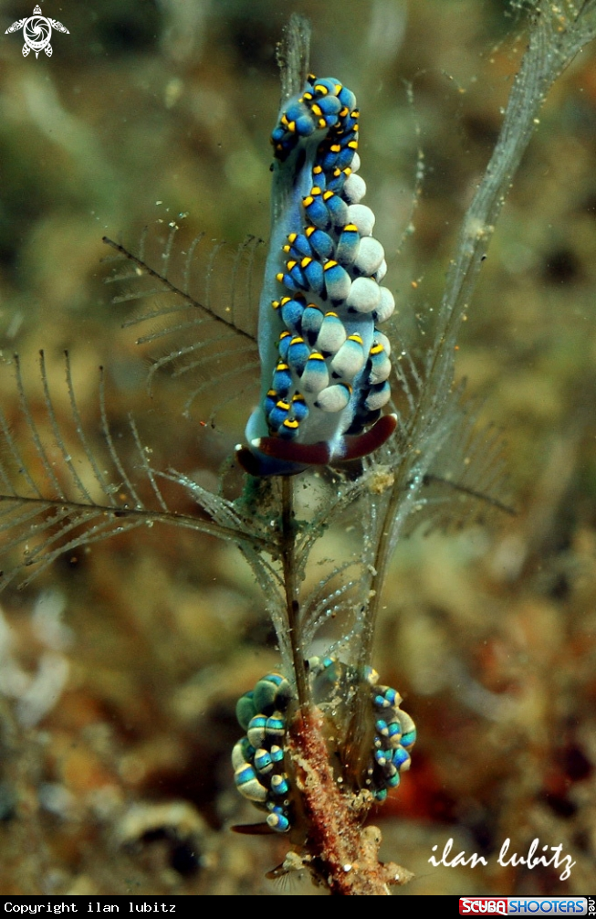 A Nudibranch