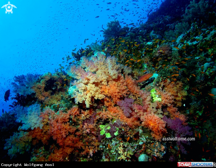 A Soft Corals