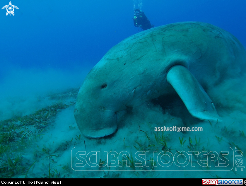 A Dugong