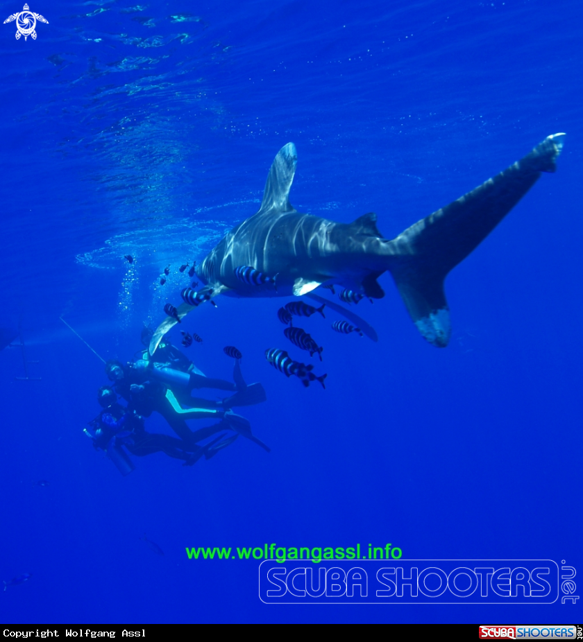 A Longimanus