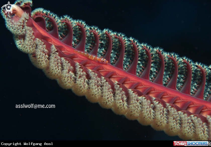 A Goby and Sea-feather