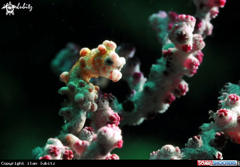 A pygmy sea horse