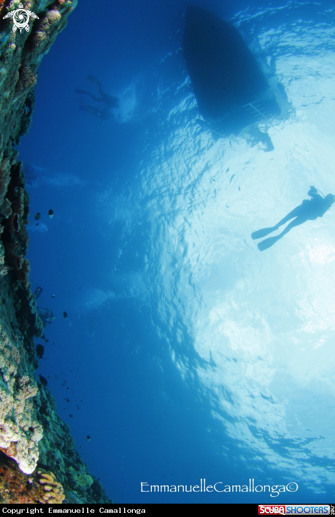 A underwater creature