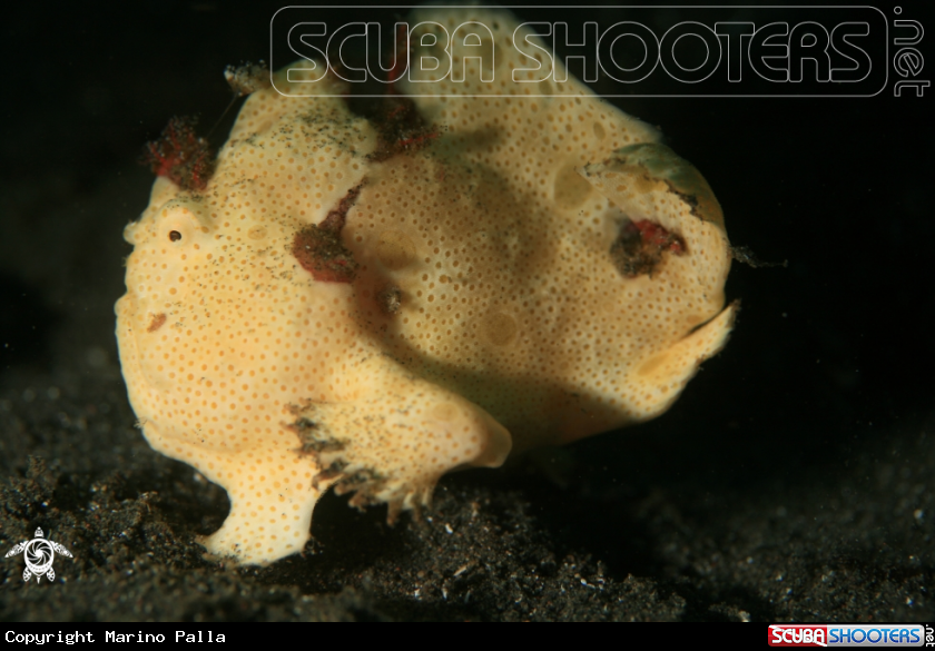 A frogfish