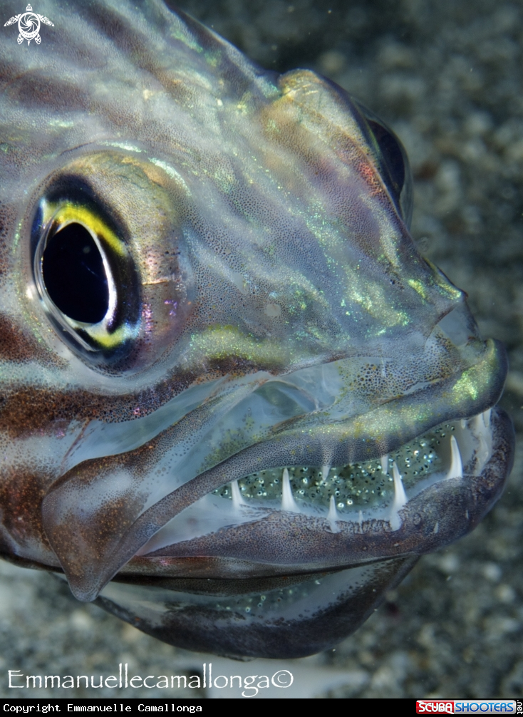 A underwater creature