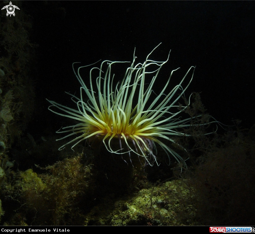 A Cerianthus