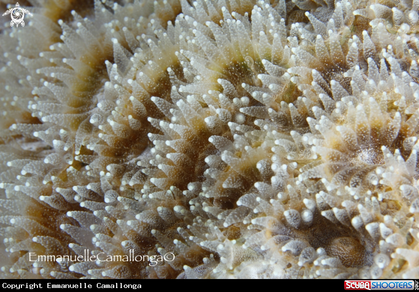 A underwater creature