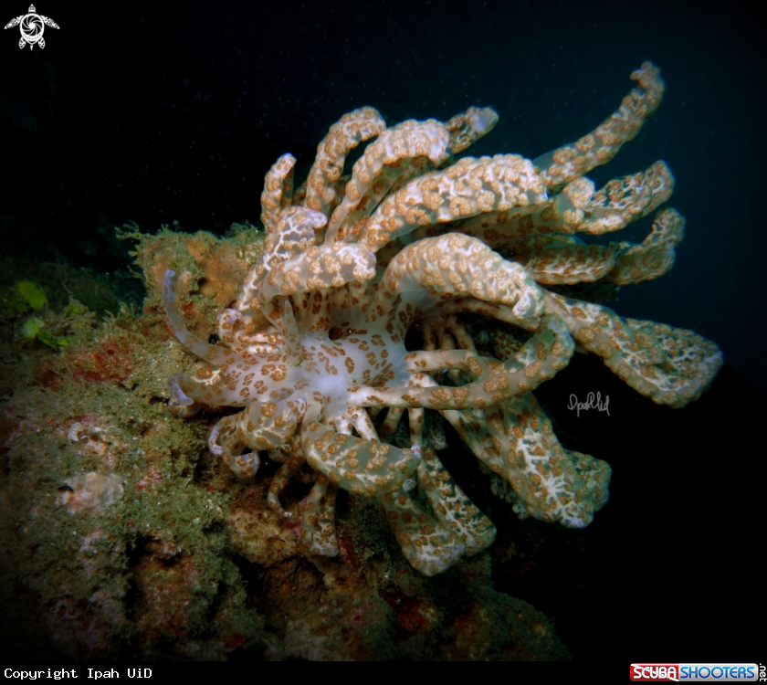 A The Solar powered Nudi 