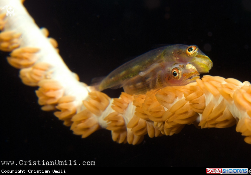 A coral goby