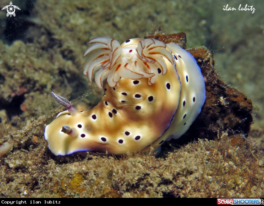 A Nudibranch