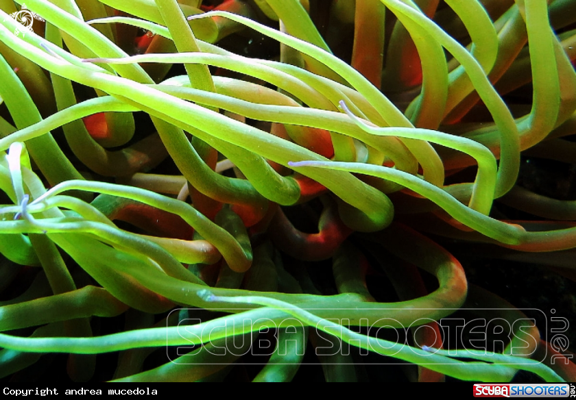 A Anemone