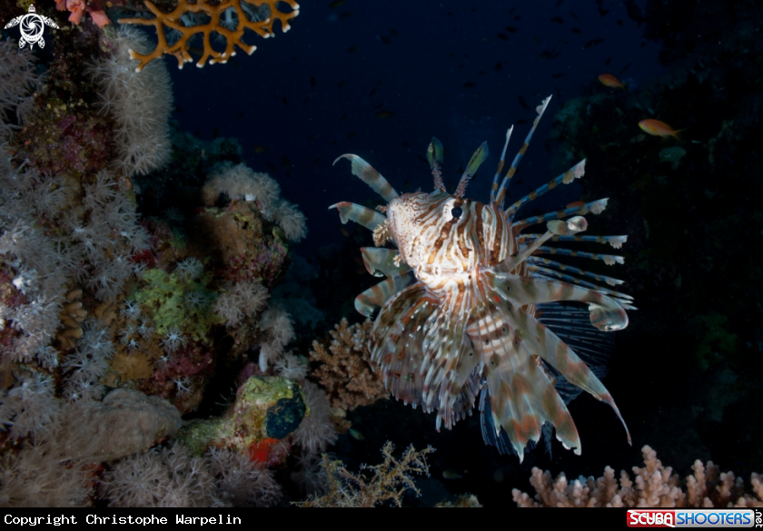 A Pterois volitans