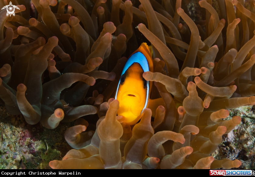 A Clownfish