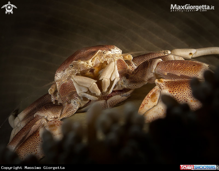 A Porcellain crab up anemon