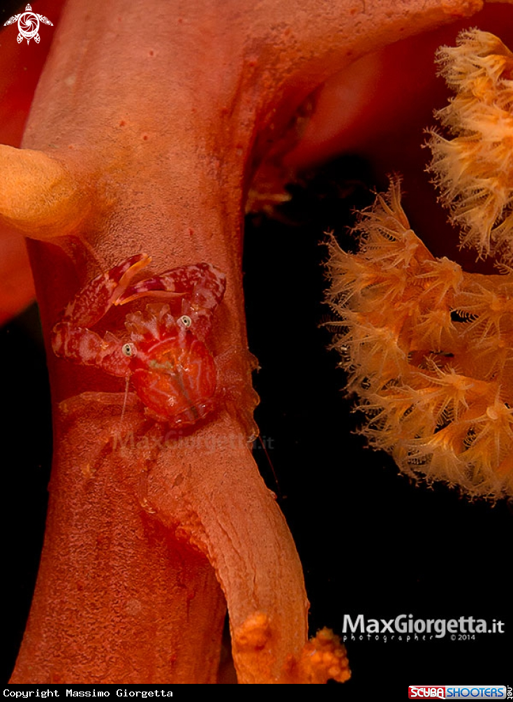 A Four-Lobed Porcelain Crab