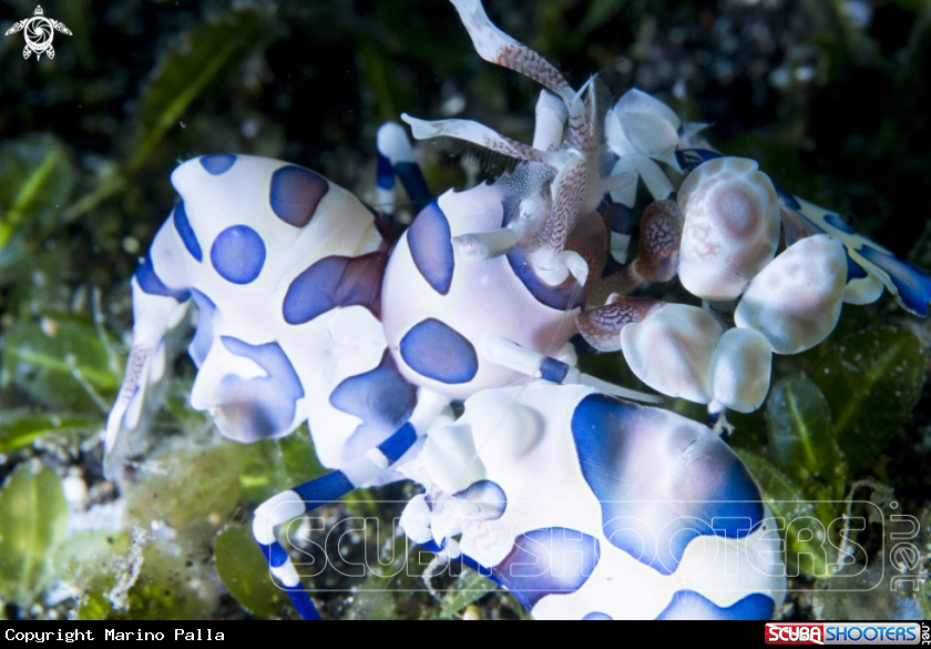 A Harlequin Shrimp