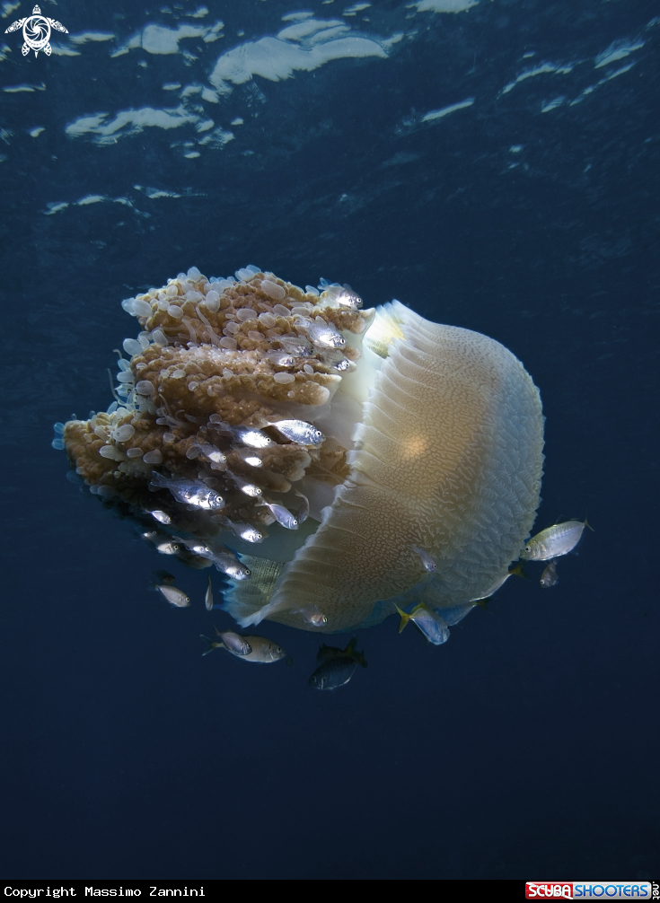 A Jelly