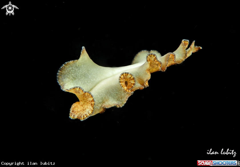 A flat worm