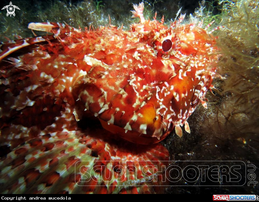 A scorfano rosso