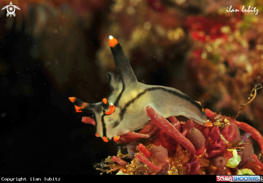 A sea slug