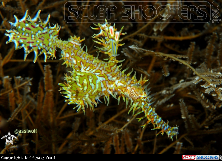A pipe fish