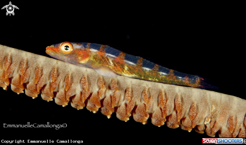 A underwater creature