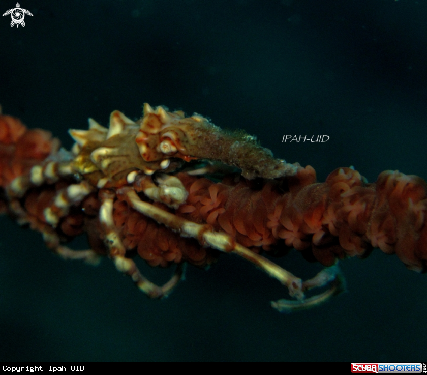 A Xeno crab