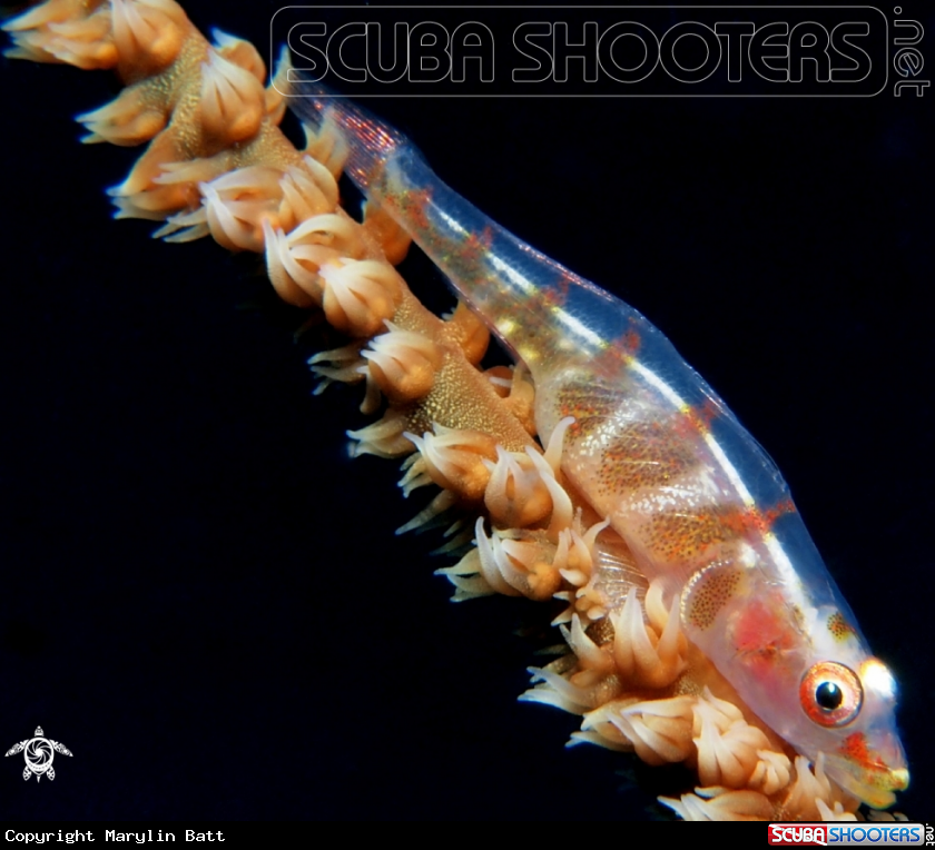 A underwater creature