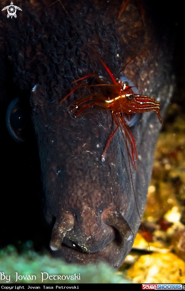 A Murina / Moray_eel.