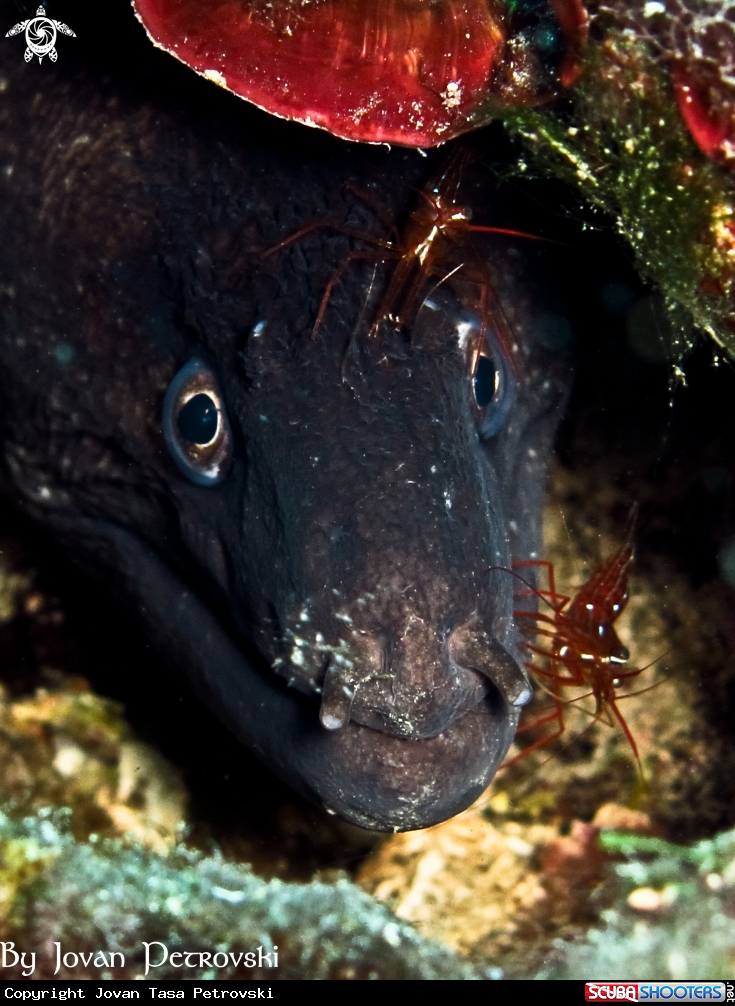 A Murina / Moray_eel.