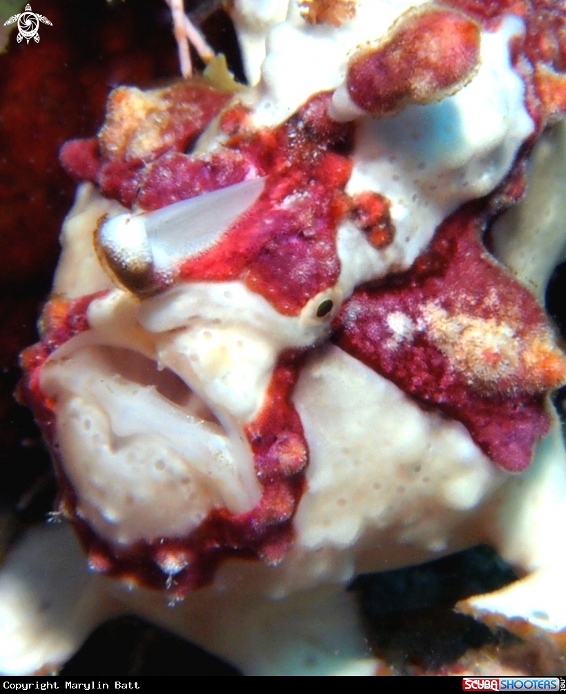 A underwater creature