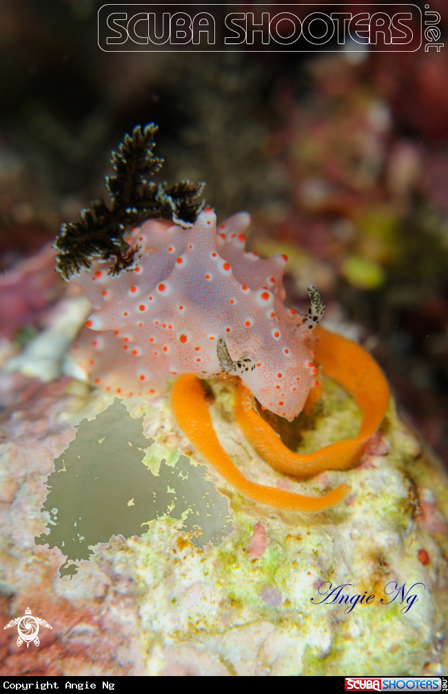 A Nudi