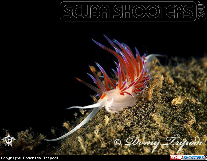 A underwater creature