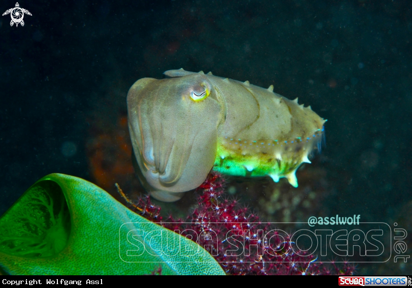 A Cuttlefish