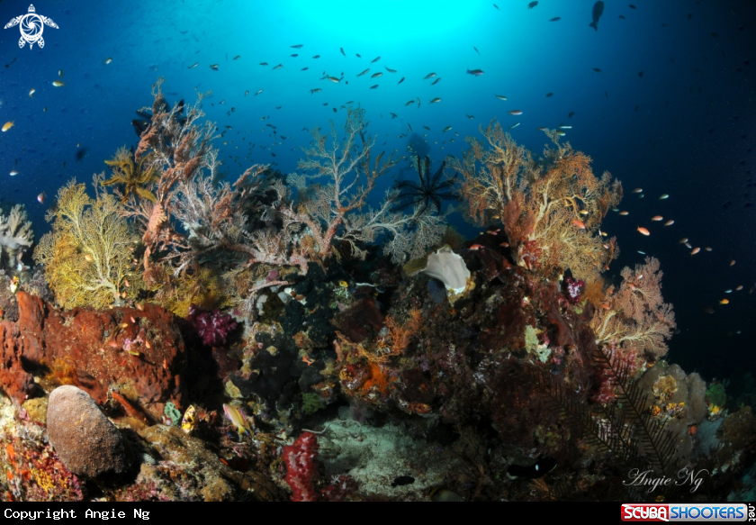 A Soft Coral