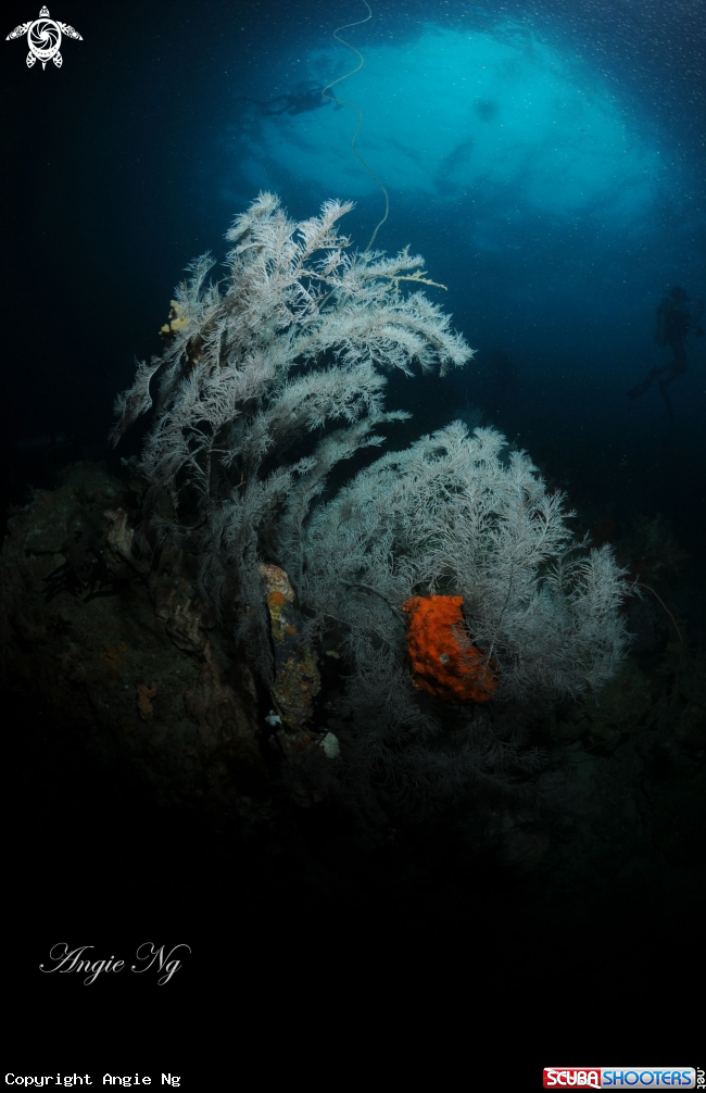 A Soft Coral