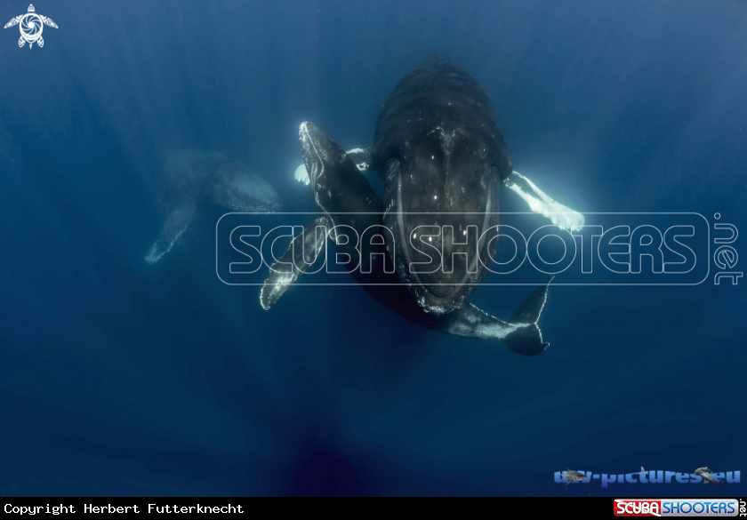 A Giants at Socorro