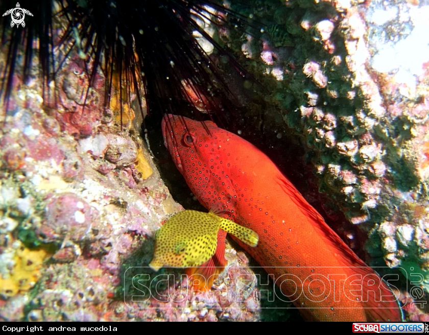 A cernia rossa tropicale