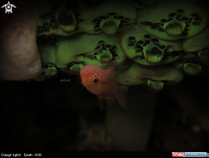 A GOBY