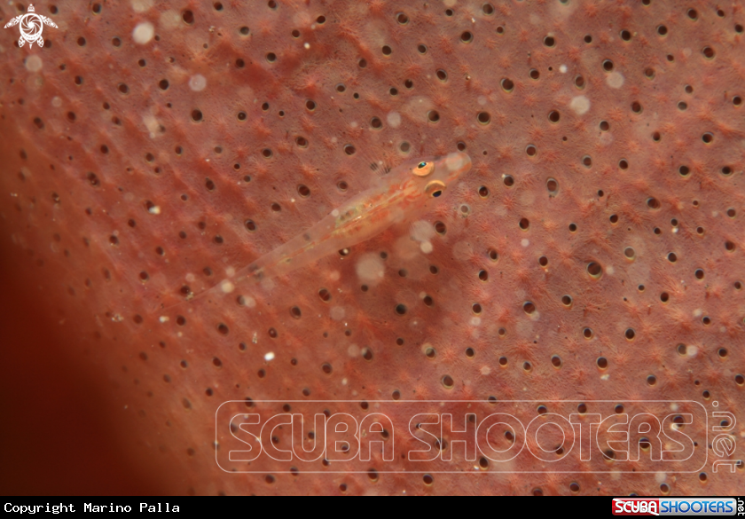 A Goby