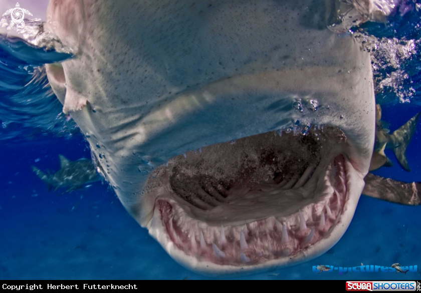 A Lemonshark