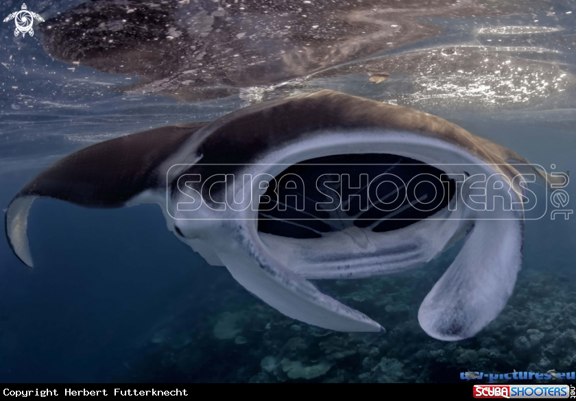 A Mantaray
