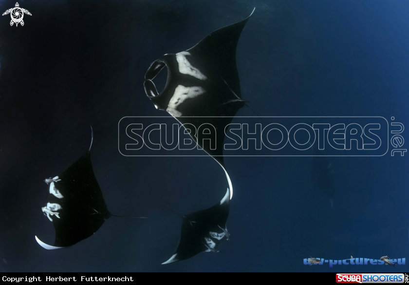 A Pelagic Mantarays