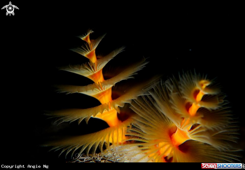 A Christmas tree worm