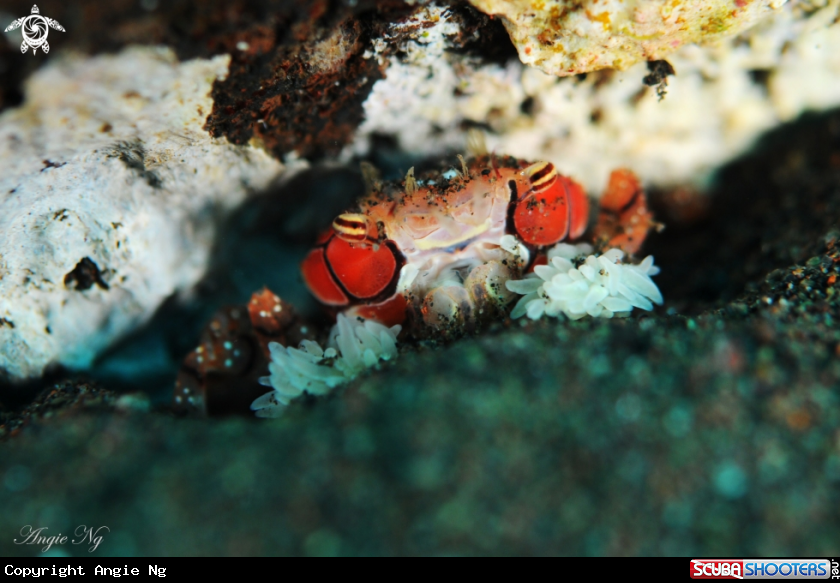A Boxer Crab
