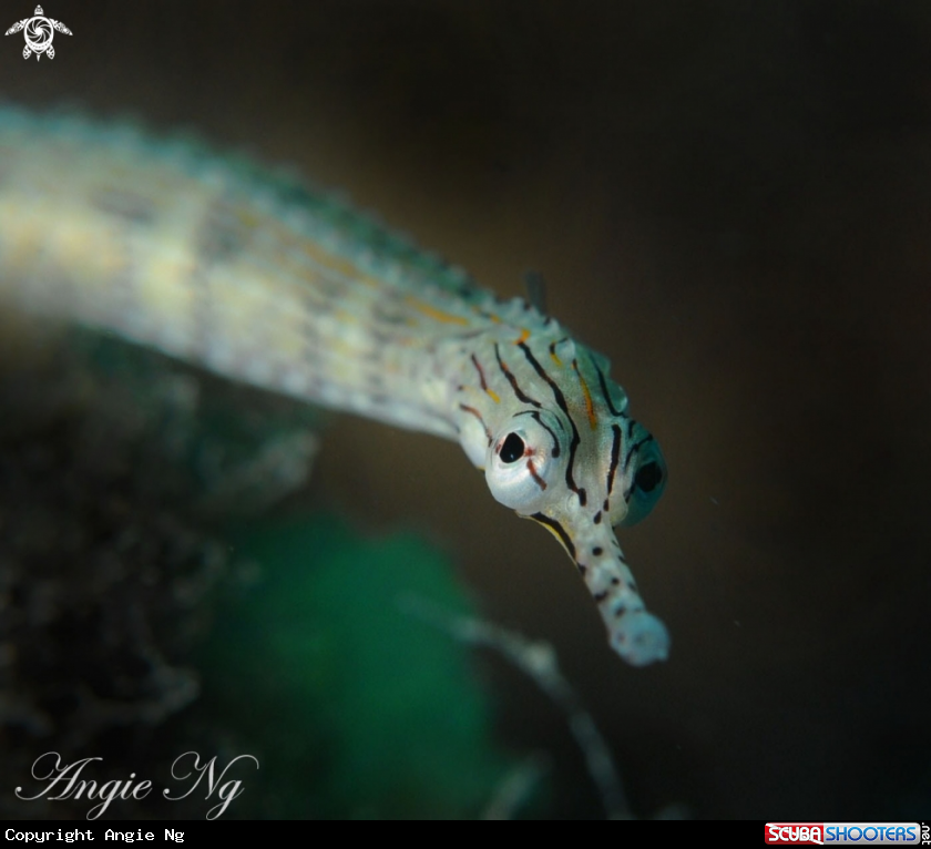 A Pipe Fish