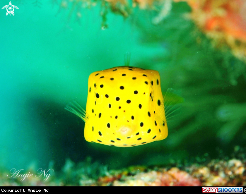 A Box Puffer fish